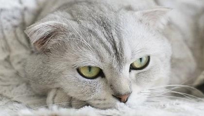 2026乐鱼体育app全明星阵容亮相，激烈角逐吸引目光